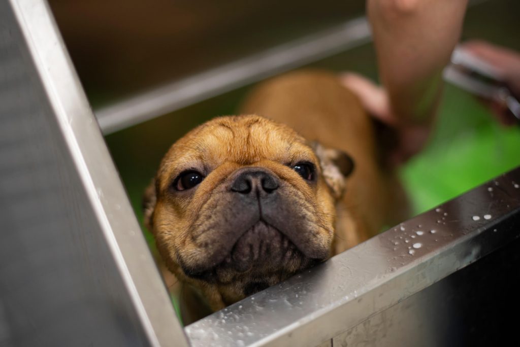 French bulldog being bathed