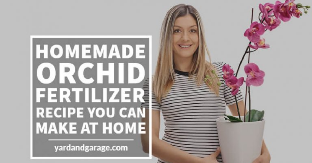 Homemade Orchid Fertilizer Easy Way to Fertilize Orchids Yard and Garage