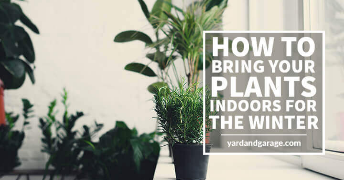 A Guide to Bringing Your Plants Indoors for the Winter Yard and Garage