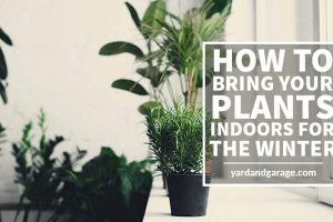 how to bring plants indoors for the winter