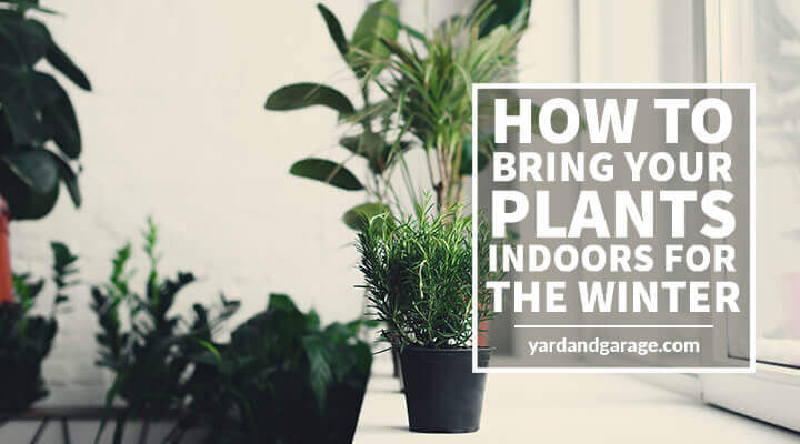 how to bring plants indoors for the winter