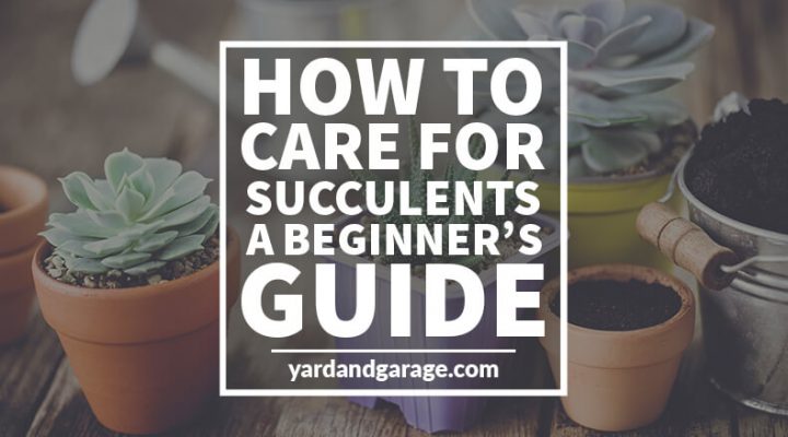 how to care for succulents