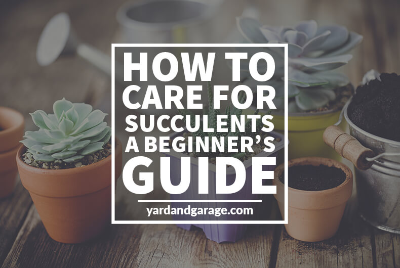 how to care for succulents