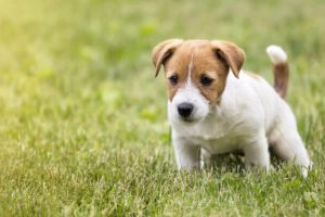 How to fix dog urine burns in your lawn