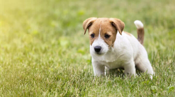 How to fix dog urine burns in your lawn