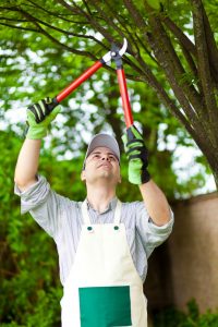 Man pruning tree limb