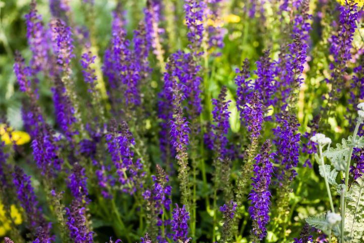 Blooming catnip plants