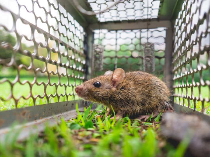 Rat trapped in garden