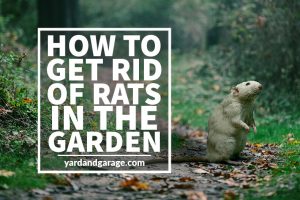 How to Get Rid of Rats Outside