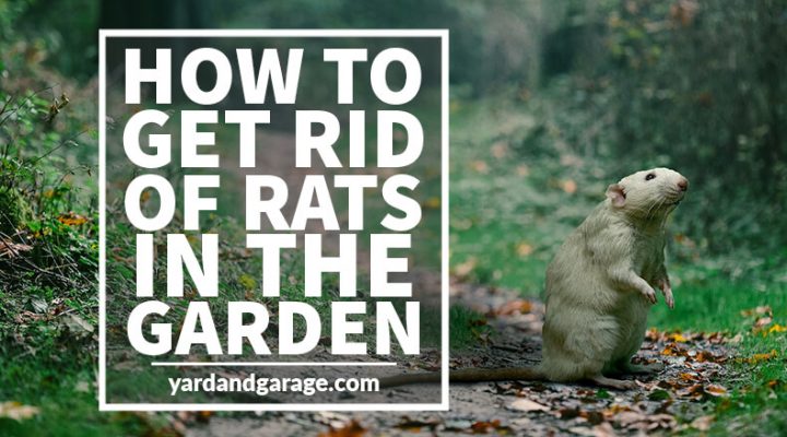 How to Get Rid of Rats Outside