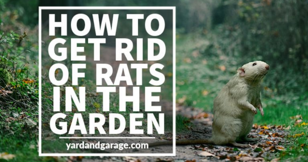 How to Get Rid of Rats Outside Safely Yard and Garage