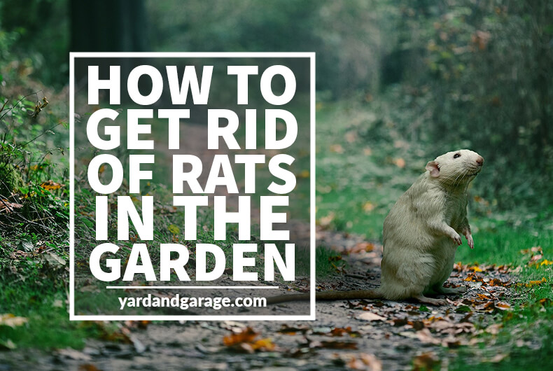 Get Rid of Outside Rats