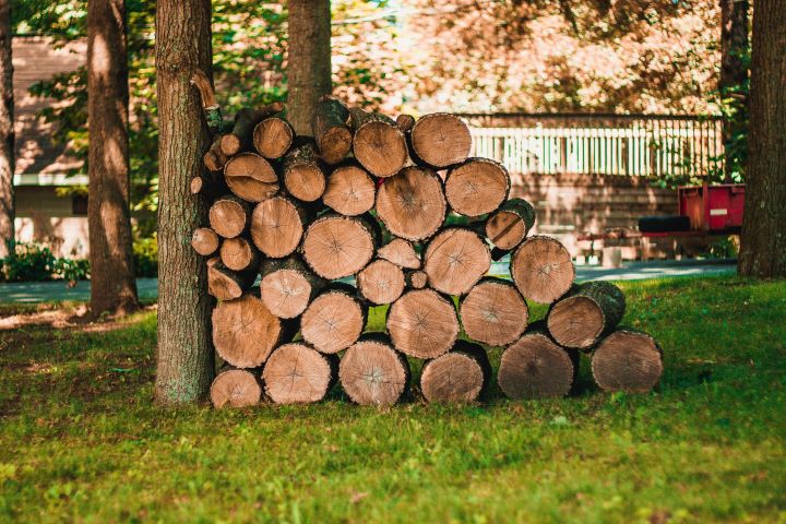 Wood stacked against tree