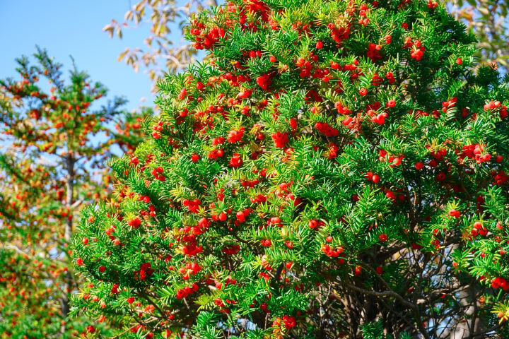 Flowering Yew Cuspidata