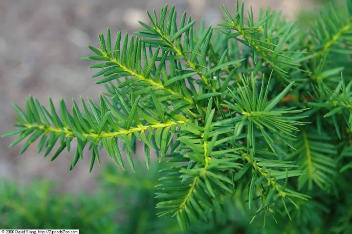 Yew Densiformis