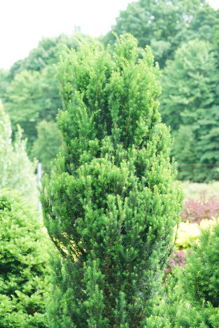 Yew Stonehenge