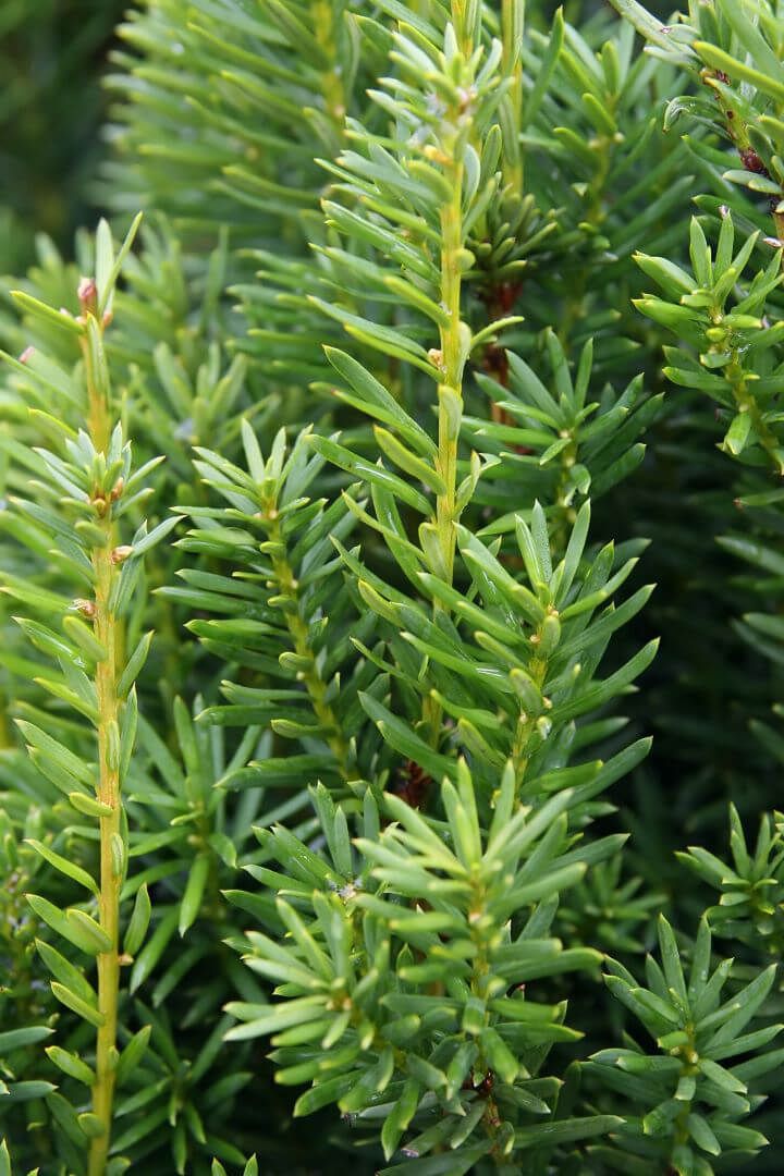 Taxus Media Hicksii