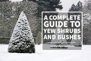 Guide to Yew Shrubs