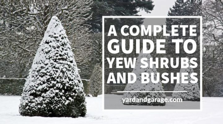 Guide to Yew Shrubs