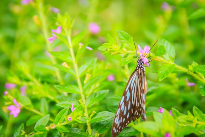 natural photo false heather with butterfly