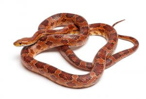 corn snake