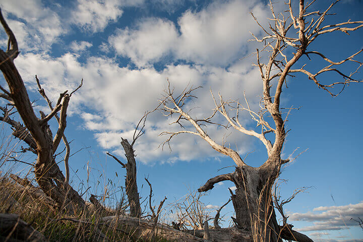 dead trees