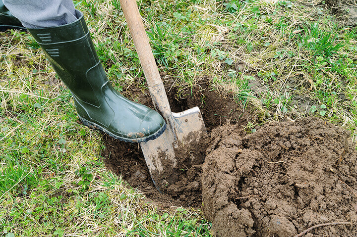 digging a hole for a new tree