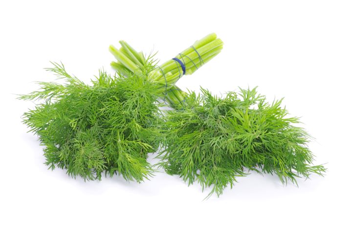 Two bunches of dill 