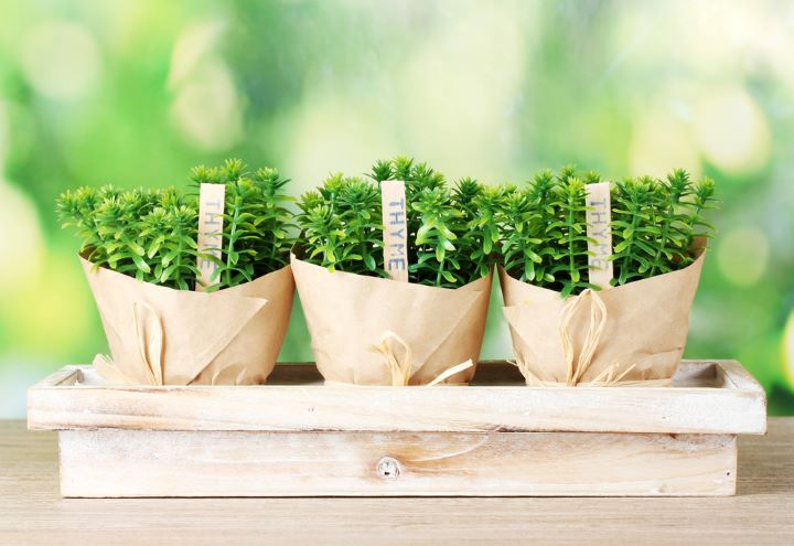 potted thyme garden