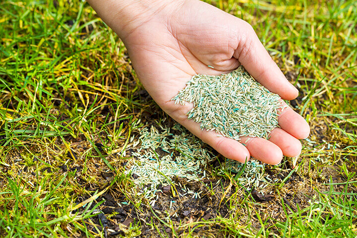 handful of grass seed