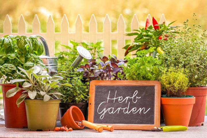 container garden filled with herbs