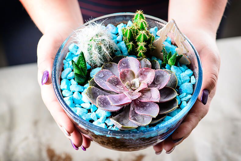 Pot of young succulents