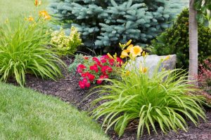 Colorful flowers in garden