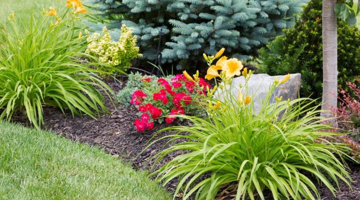 Colorful flowers in garden