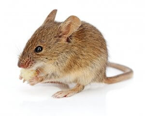 house mouse eating cheese