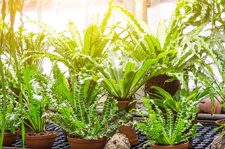 a large grouping of indoor ferns near a window