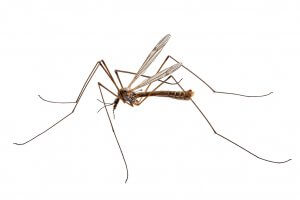 mosquito eater (aka cranefly)