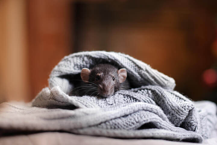 mouse in an old sweater on the floor