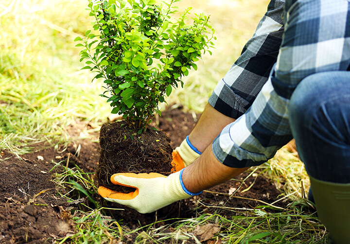 planting a small bush