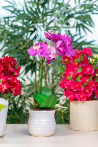 Making and using a homemade orchid fertilizer will help your plants stay healthy,