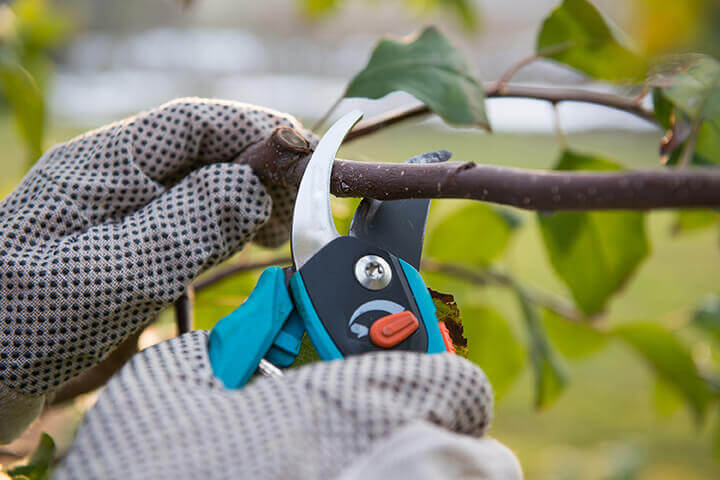 pruning branches