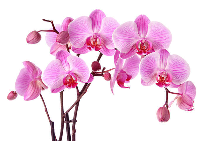 Purple Orchid Blooms