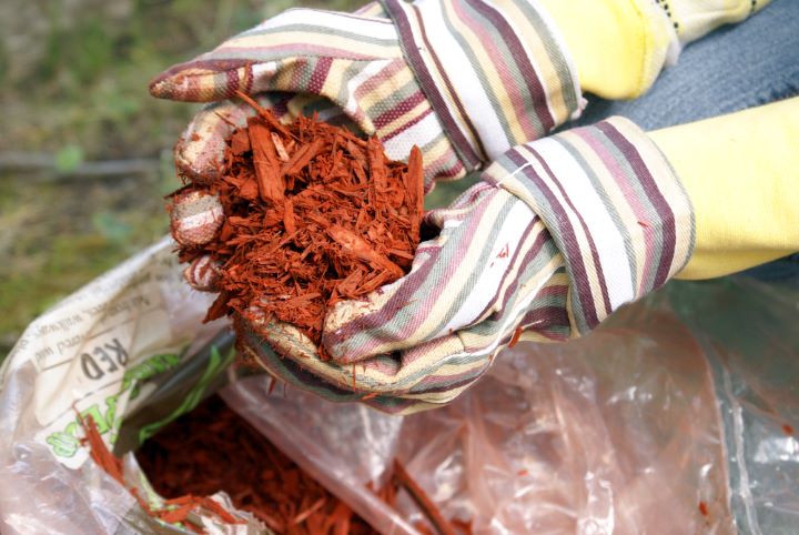 woman holding red gardening mulch