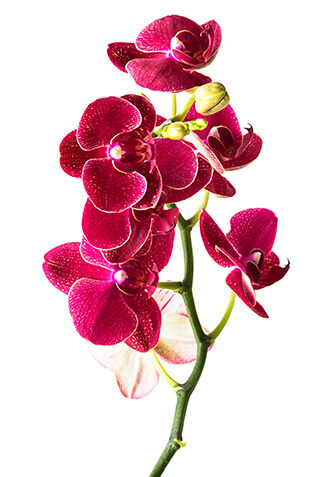 red orchid blooms