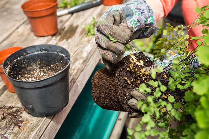 removing dead leaves from the base of a potted plant