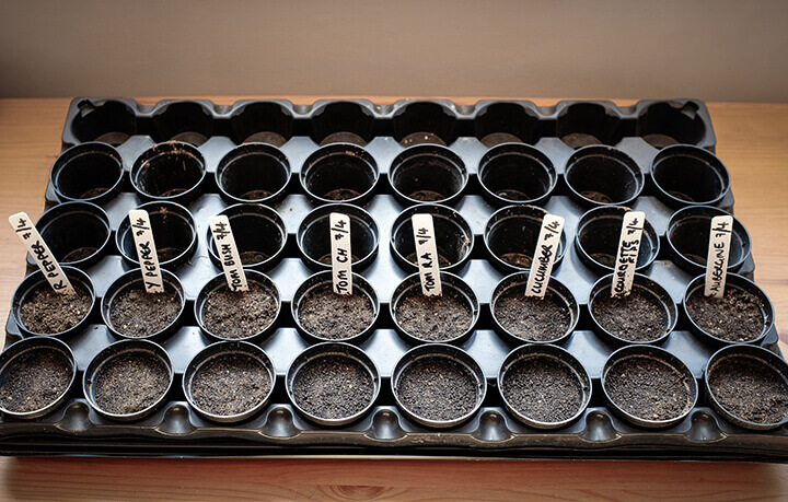tray of vegetable seedlings