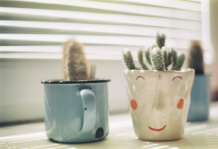 two cacti on kitchen counter