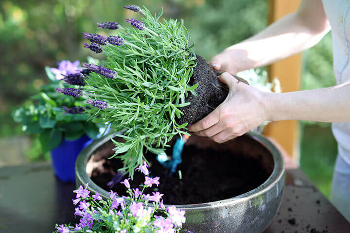 transplanting perennial