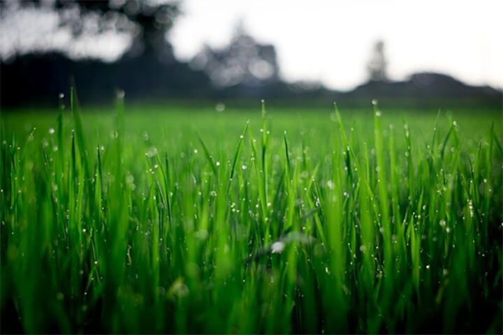 close up of grass with water droplets on it