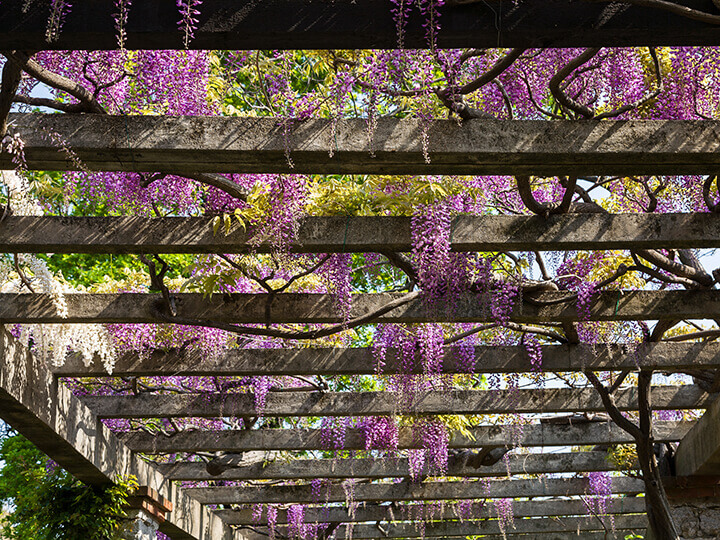 wisteria-covered space